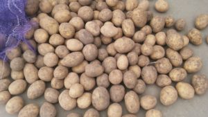 Velkoobchod s bramborami: Galla